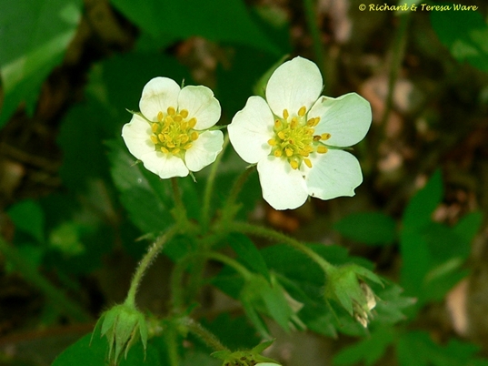 {Fragaria virginiana